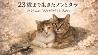 ２３歳まで生きた腎不全の猫たちの闘病記ノンタラありがとう